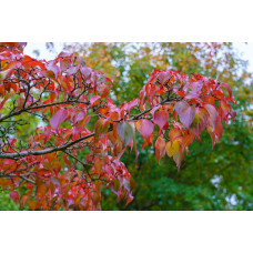 Кизил плодовий Кораловий рожевий | Cornus mas Koralowy pink | Кизил плодовый Коралловый  розовый