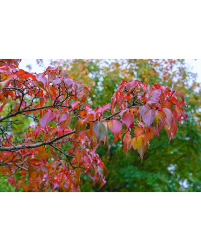 Кизил плодовий Кораловий рожевий | Cornus mas Koralowy pink | Кизил плодовый Коралловый розовый