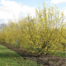 Кизил плодовий Кораловий рожевий | Cornus mas Koralowy pink | Кизил плодовый Коралловый  розовый