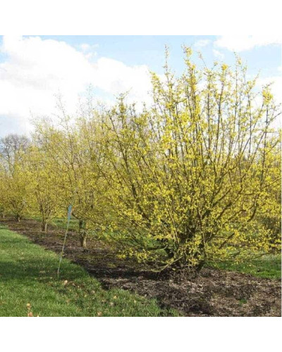 Кизил плодовий Кораловий рожевий | Cornus mas Koralowy pink | Кизил плодовый Коралловый розовый