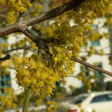 Кизил плодовий Кораловий рожевий | Cornus mas Koralowy pink | Кизил плодовый Коралловый  розовый