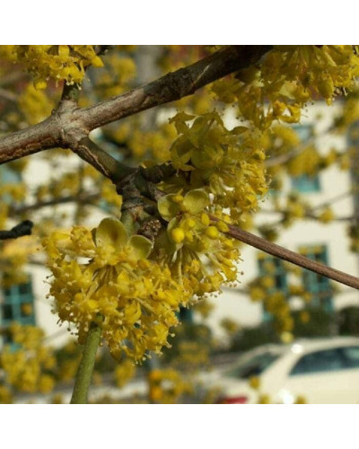 Кизил плодовий Кораловий рожевий | Cornus mas Koralowy pink | Кизил плодовый Коралловый розовый