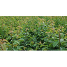 Кизил плодовий Кораловий рожевий | Cornus mas Koralowy pink | Кизил плодовый Коралловый  розовый