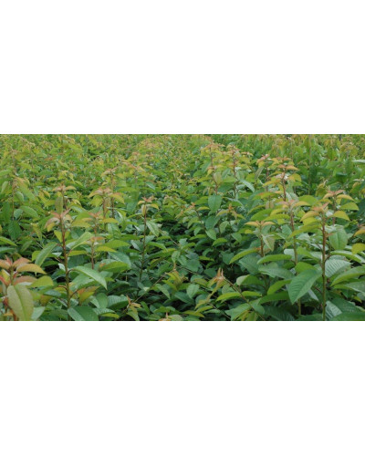 Кизил плодовий Кораловий рожевий | Cornus mas Koralowy pink | Кизил плодовый Коралловый розовый