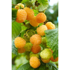 Малина жовта ‘Олл Голд’|Rubus idaeus ‘All Gold’|Малина желтая ‘Олл Голд’