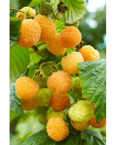 Малина жовта ‘Олл Голд’|Rubus idaeus ‘All Gold’|Малина желтая ‘Олл Голд’
