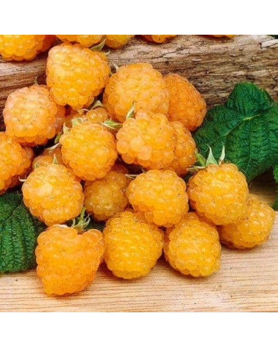 Малина жовта ‘Олл Голд’|Rubus idaeus ‘All Gold’|Малина желтая ‘Олл Голд’