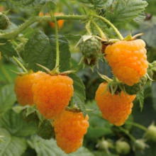 Малина жовта ‘Олл Голд’|Rubus idaeus ‘All Gold’|Малина желтая ‘Олл Голд’
