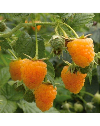 Малина жовта ‘Олл Голд’|Rubus idaeus ‘All Gold’|Малина желтая ‘Олл Голд’