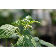 Малина жовта ‘Олл Голд’|Rubus idaeus ‘All Gold’|Малина желтая ‘Олл Голд’