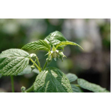 Малина жовта ‘Олл Голд’|Rubus idaeus ‘All Gold’|Малина желтая ‘Олл Голд’