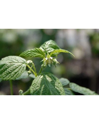 Малина жовта ‘Олл Голд’|Rubus idaeus ‘All Gold’|Малина желтая ‘Олл Голд’