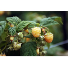 Малина жовта ‘Олл Голд’|Rubus idaeus ‘All Gold’|Малина желтая ‘Олл Голд’