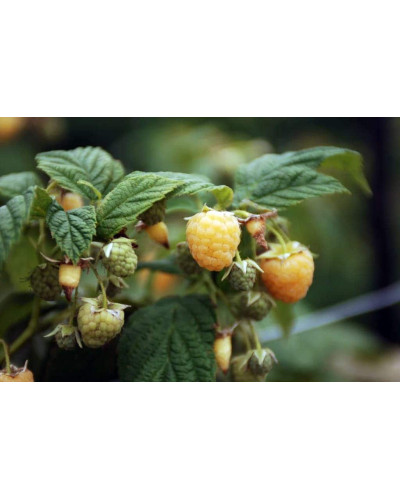 Малина жовта ‘Олл Голд’|Rubus idaeus ‘All Gold’|Малина желтая ‘Олл Голд’