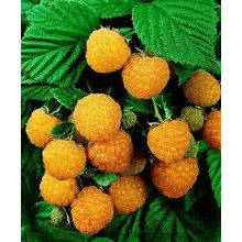 Малина жовта ‘Олл Голд’|Rubus idaeus ‘All Gold’|Малина желтая ‘Олл Голд’