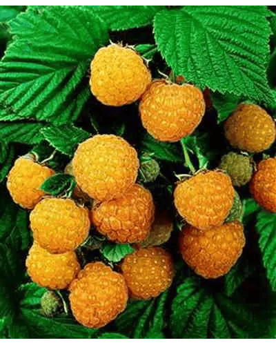 Малина жовта ‘Олл Голд’|Rubus idaeus ‘All Gold’|Малина желтая ‘Олл Голд’