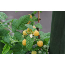 Малина жовта ‘Олл Голд’|Rubus idaeus ‘All Gold’|Малина желтая ‘Олл Голд’