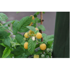 Малина жовта ‘Олл Голд’|Rubus idaeus ‘All Gold’|Малина желтая ‘Олл Голд’