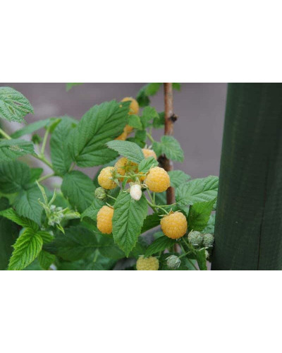 Малина жовта ‘Олл Голд’|Rubus idaeus ‘All Gold’|Малина желтая ‘Олл Голд’