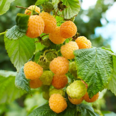 Малина жовта ‘Олл Голд’|Rubus idaeus ‘All Gold’|Малина желтая ‘Олл Голд’