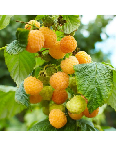 Малина жовта ‘Олл Голд’|Rubus idaeus ‘All Gold’|Малина желтая ‘Олл Голд’