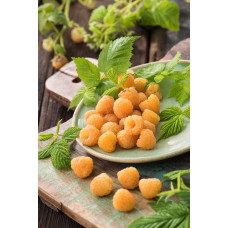 Малина жовта ‘Олл Голд’|Rubus idaeus ‘All Gold’|Малина желтая ‘Олл Голд’