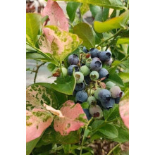 Лохина високоросла Фламінго | Голубика высокорослая Фламинго | Vaccinium corymbosum Flamingo