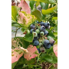 Лохина високоросла Фламінго | Голубика высокорослая Фламинго | Vaccinium corymbosum Flamingo