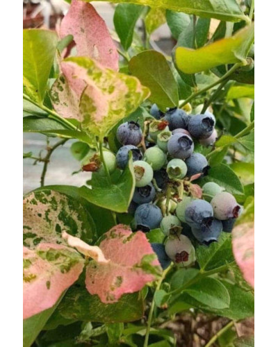 Лохина високоросла Фламінго | Голубика высокорослая Фламинго | Vaccinium corymbosum Flamingo