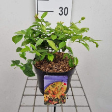 Лохина високоросла Фламінго | Голубика высокорослая Фламинго | Vaccinium corymbosum Flamingo