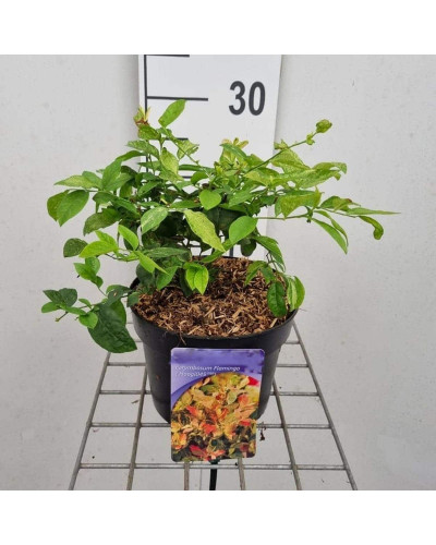 Лохина високоросла Фламінго | Голубика высокорослая Фламинго | Vaccinium corymbosum Flamingo