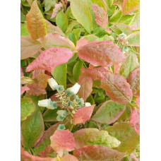 Лохина високоросла Фламінго | Голубика высокорослая Фламинго | Vaccinium corymbosum Flamingo