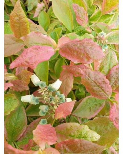 Лохина високоросла Фламінго | Голубика высокорослая Фламинго | Vaccinium corymbosum Flamingo