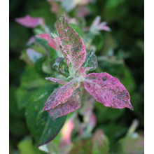 Лохина високоросла Фламінго | Голубика высокорослая Фламинго | Vaccinium corymbosum Flamingo