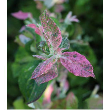 Лохина високоросла Фламінго | Голубика высокорослая Фламинго | Vaccinium corymbosum Flamingo
