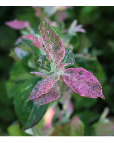 Лохина високоросла Фламінго | Голубика высокорослая Фламинго | Vaccinium corymbosum Flamingo