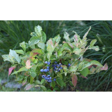 Лохина високоросла Фламінго | Голубика высокорослая Фламинго | Vaccinium corymbosum Flamingo