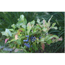 Лохина високоросла Фламінго | Голубика высокорослая Фламинго | Vaccinium corymbosum Flamingo