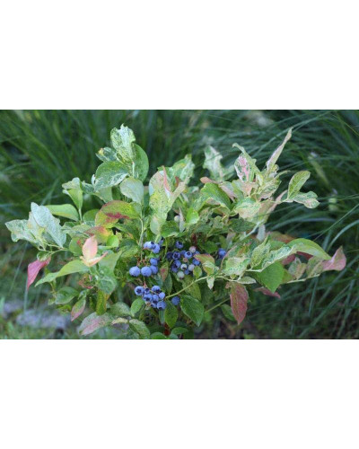 Лохина високоросла Фламінго | Голубика высокорослая Фламинго | Vaccinium corymbosum Flamingo