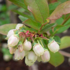 Лохина високоросла Фламінго | Голубика высокорослая Фламинго | Vaccinium corymbosum Flamingo