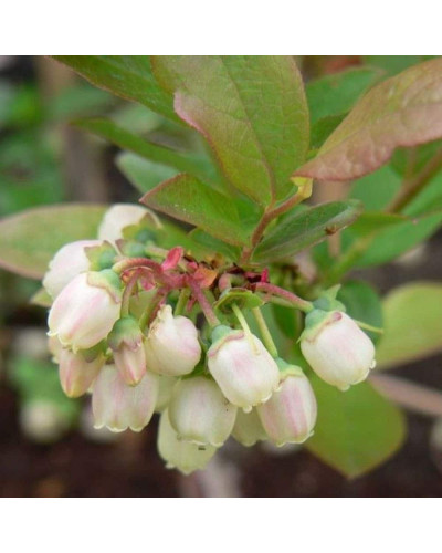Лохина високоросла Фламінго | Голубика высокорослая Фламинго | Vaccinium corymbosum Flamingo