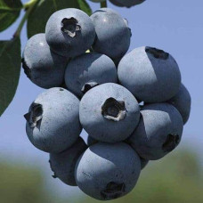 Лохина високоросла Фламінго | Голубика высокорослая Фламинго | Vaccinium corymbosum Flamingo