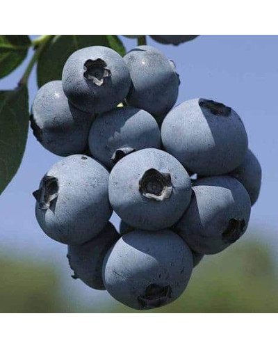 Лохина високоросла Фламінго | Голубика высокорослая Фламинго | Vaccinium corymbosum Flamingo