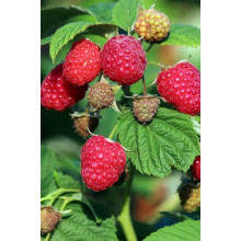 Малина штамбова Здоровань | Raspberries stam Krepish | Малина штамбовая Крепыш