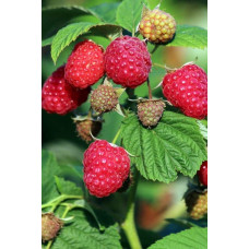 Малина штамбова Здоровань | Raspberries stam Krepish | Малина штамбовая Крепыш