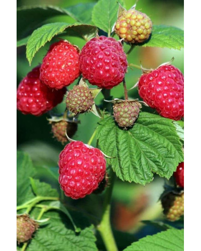 Малина штамбова Здоровань | Raspberries stam Krepish | Малина штамбовая Крепыш