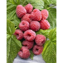 Малина штамбова Здоровань | Raspberries stam Krepish | Малина штамбовая Крепыш