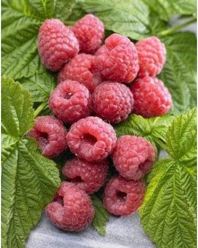 Малина штамбова Здоровань | Raspberries stam Krepish | Малина штамбовая Крепыш