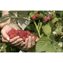Малина штамбова Здоровань | Raspberries stam Krepish | Малина штамбовая Крепыш