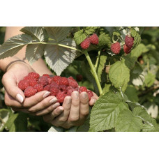 Малина штамбова Здоровань | Raspberries stam Krepish | Малина штамбовая Крепыш